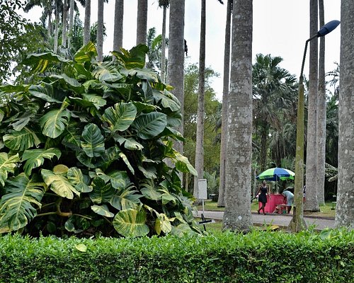 Aburi Botanical Gardens